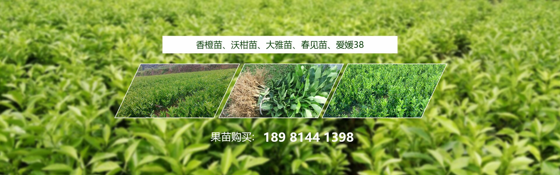 四川春沃果业有限公司